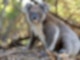 koalabaer_HEADER_MartinStr_pexels.jpg