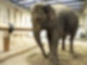 Elefant_Saida_Quelle_Zoo_Karlsruhe.jpg
