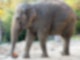 elefantenkuh_saida_zoo_leipzig_1.jpg