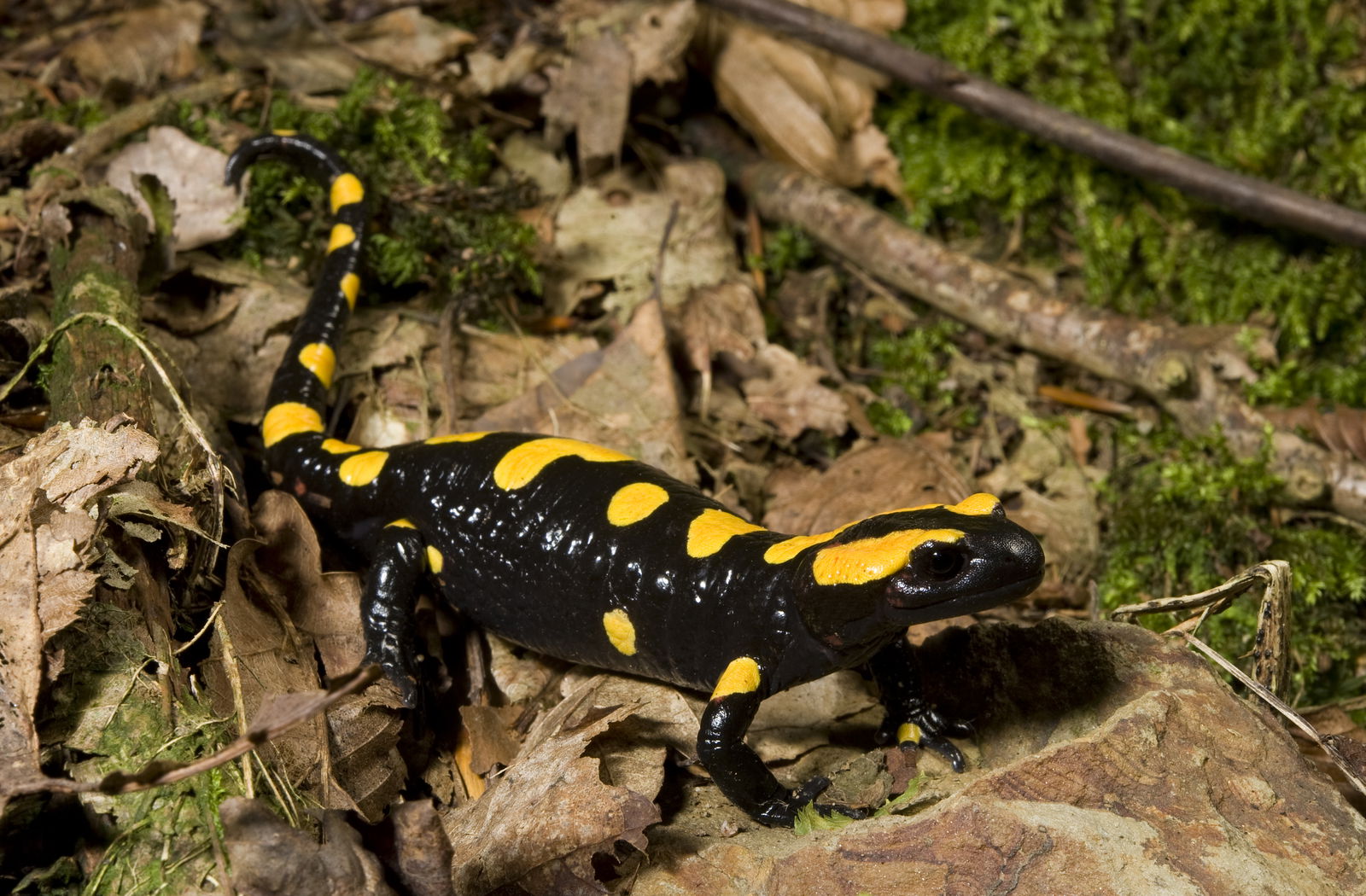 Feuersalamander