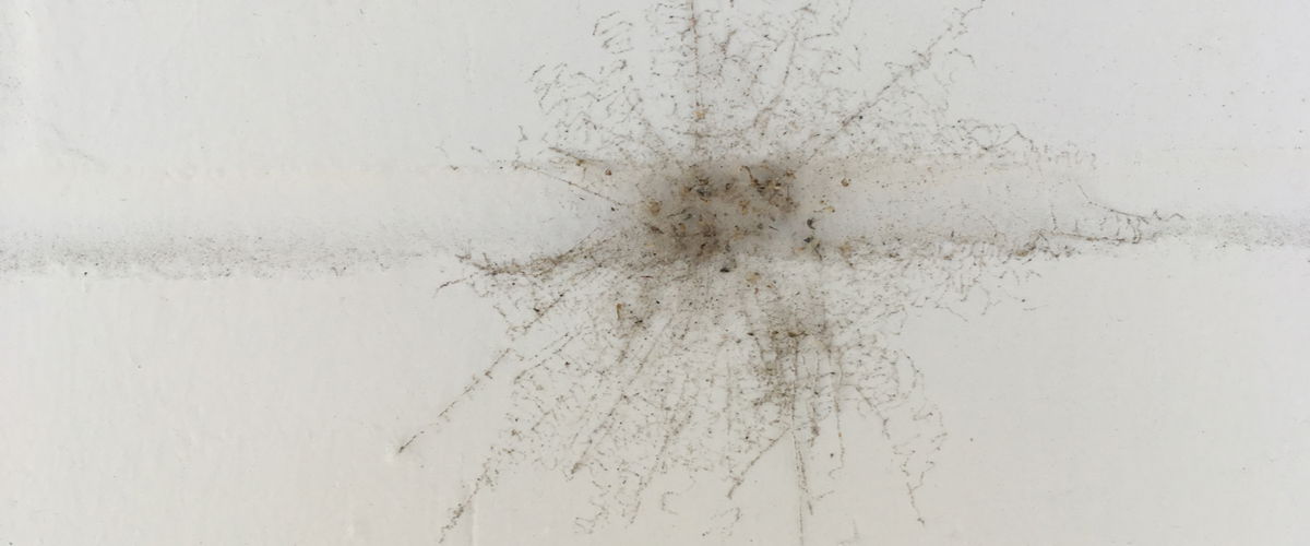 Spinnennest Hauswand