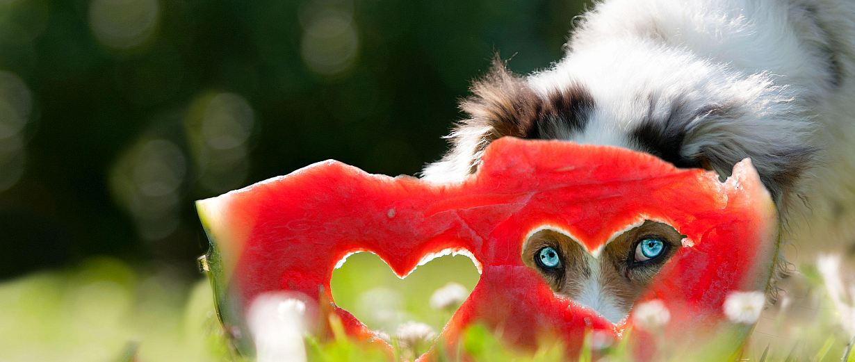 Hund mit Wassermelone