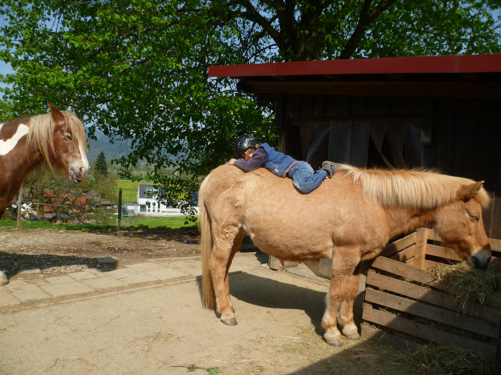 Kind liegt umgekehrt auf dem Pferd Richtung Hinterteil