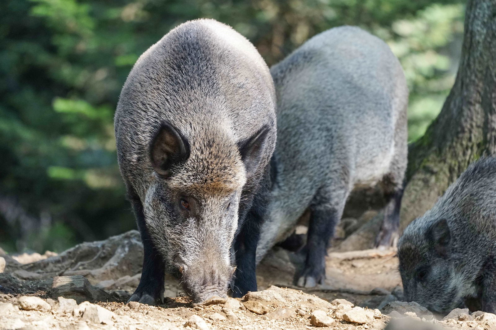 Wildschwein Tier Natur Wald