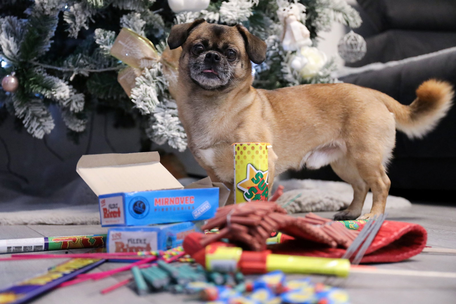 Hund steht an Silvester neben Feuerwerkskörper 