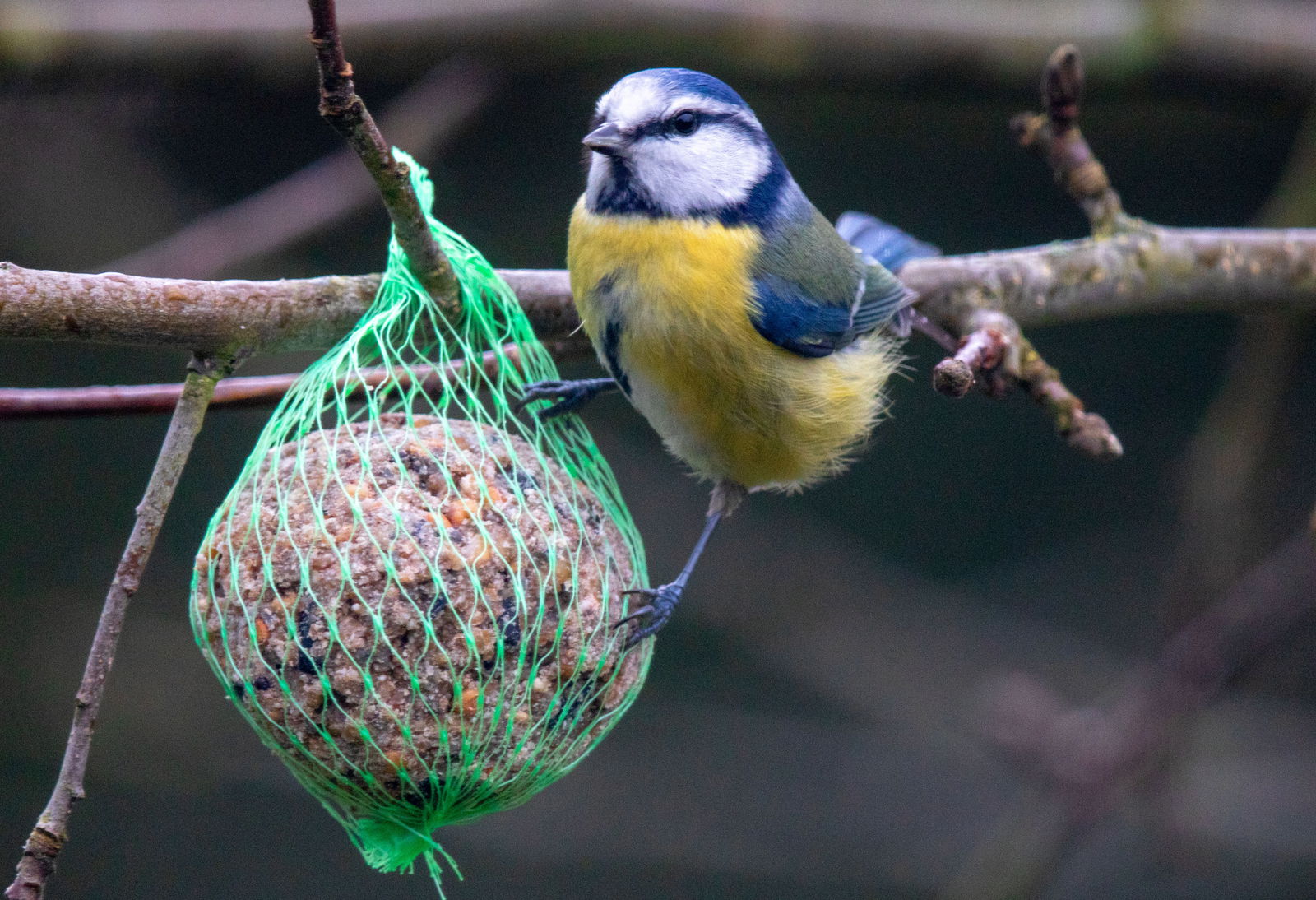 Vogel Winter NABU Meise Futter Vogelfutter