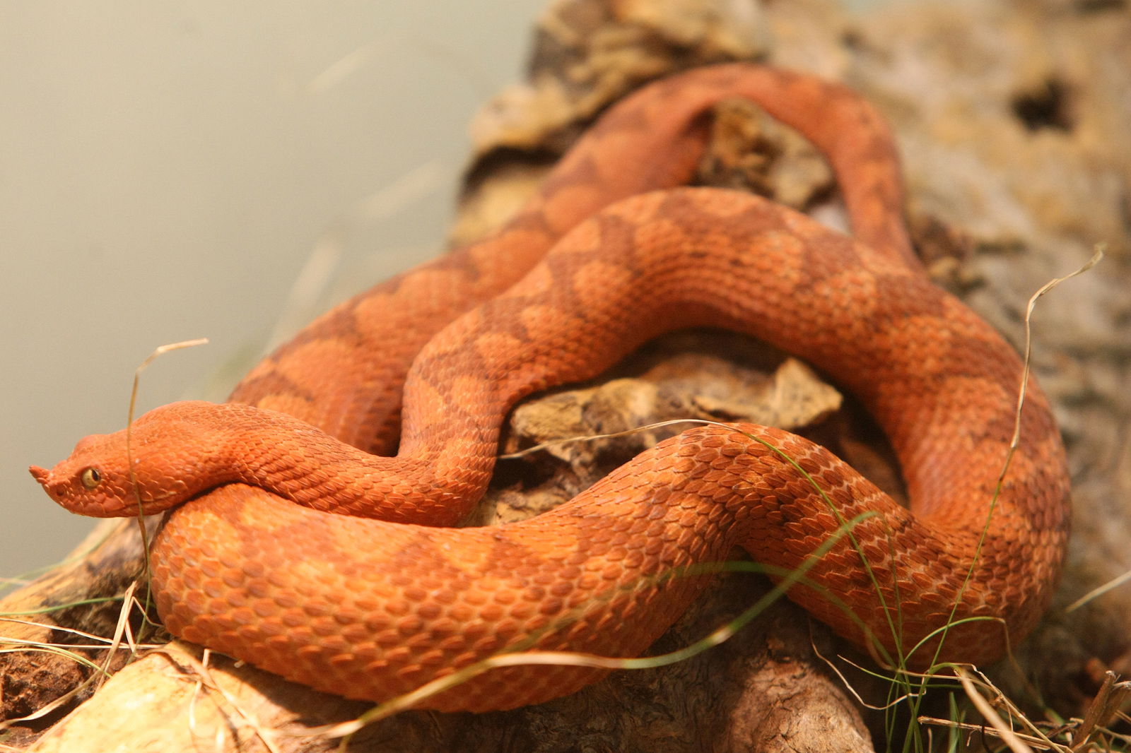Schlange Hornviper