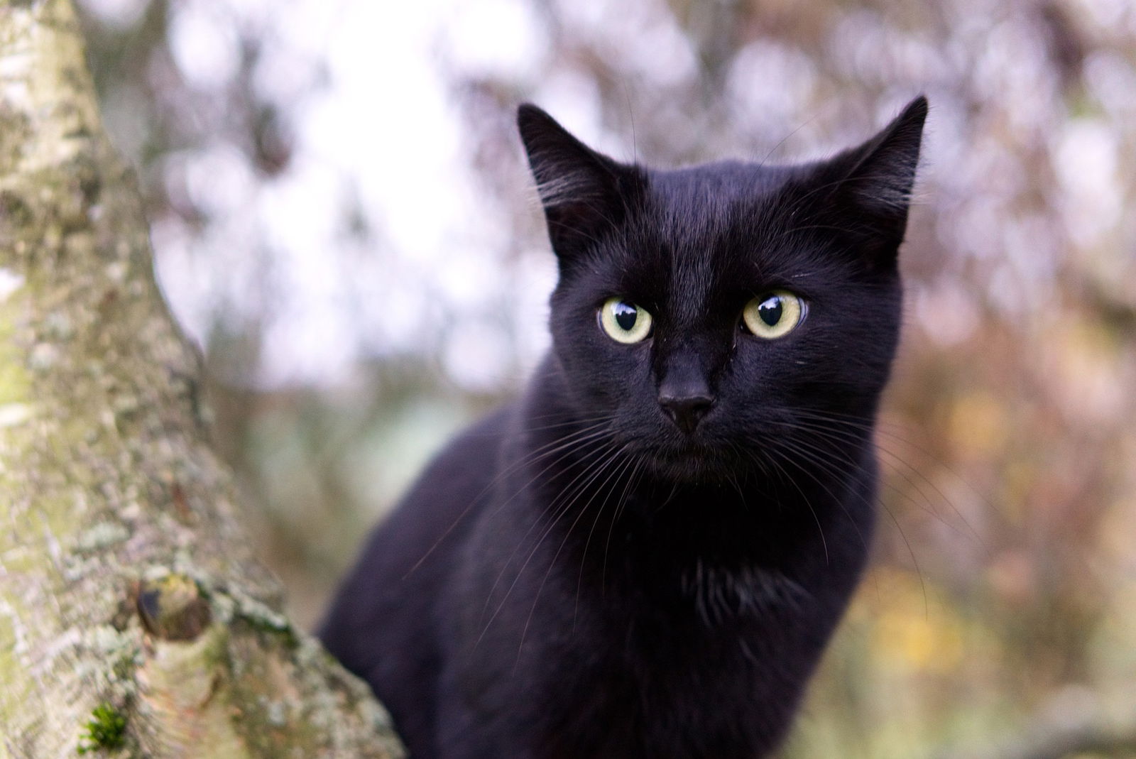 Schwarze Katze auf Baum