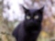 Schwarze Katze auf Baum