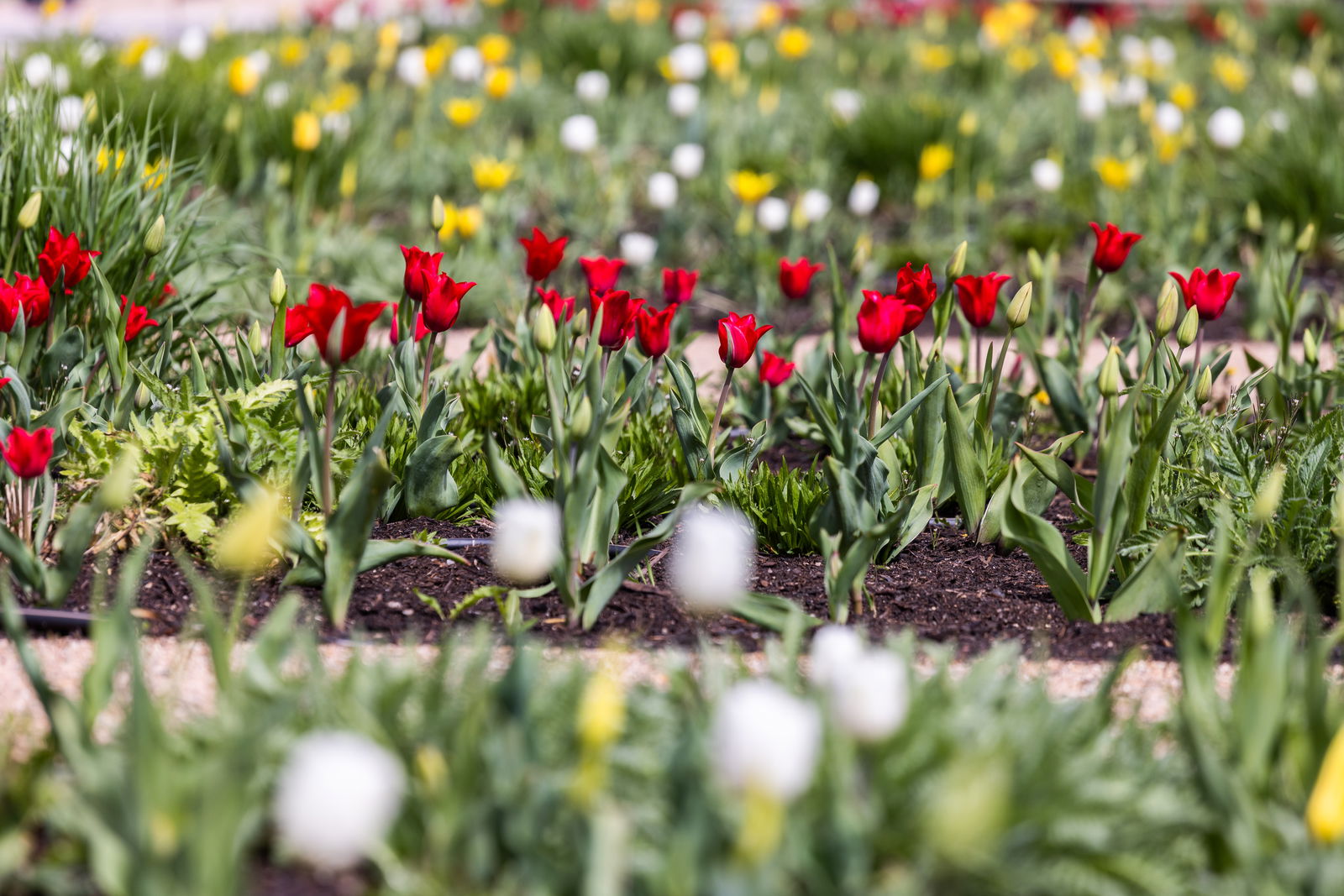 Blumen Landesgartenschau