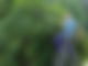 Gartenarbeit: Hecken schneiden