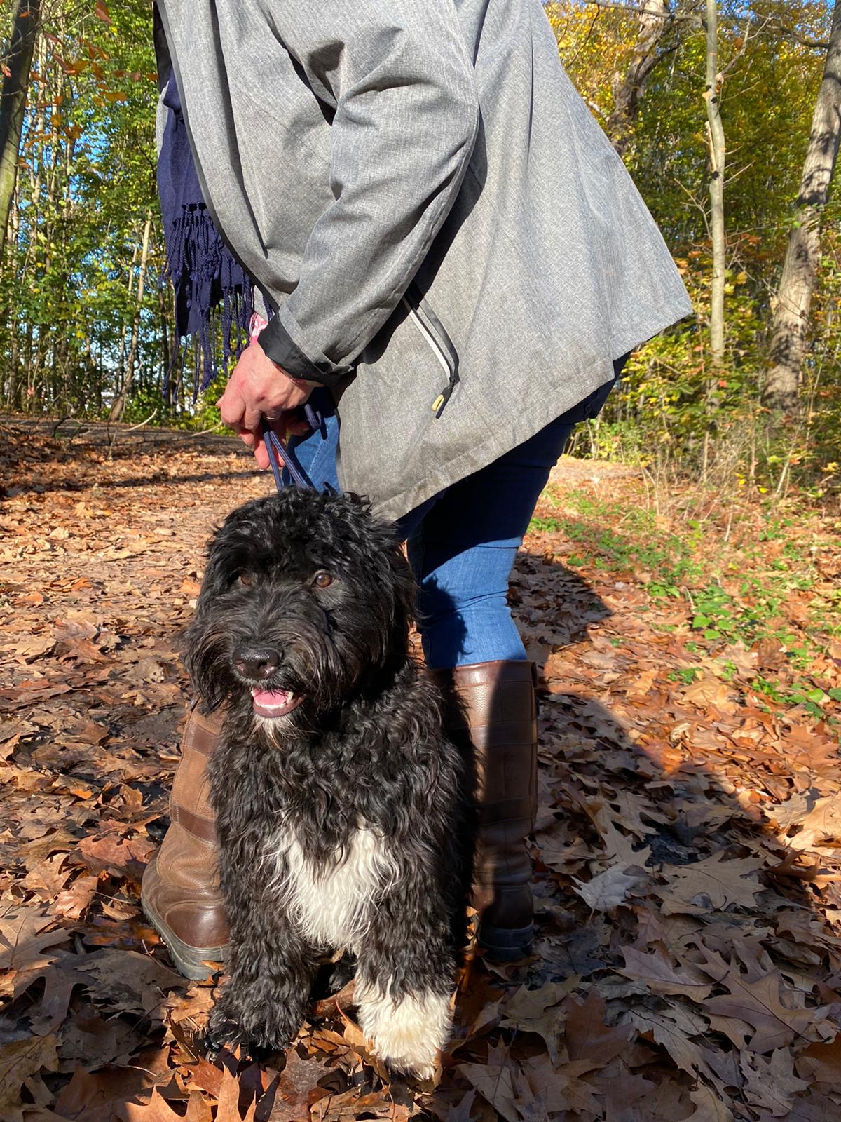 Jona - Assistenzhund für Anja