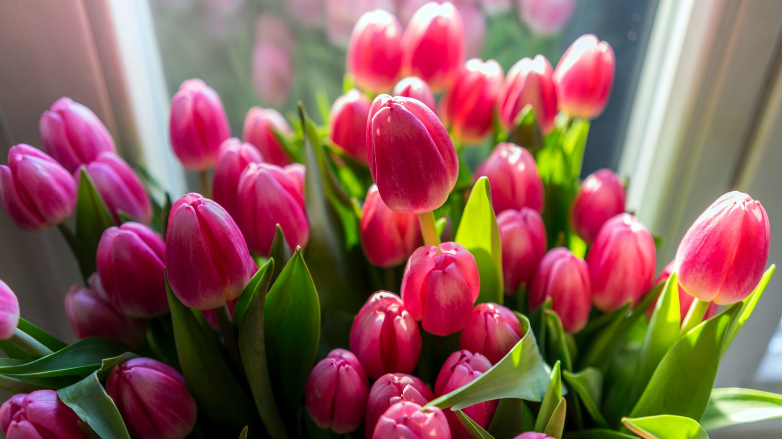 Tulpen pink