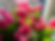 Tulpen pink