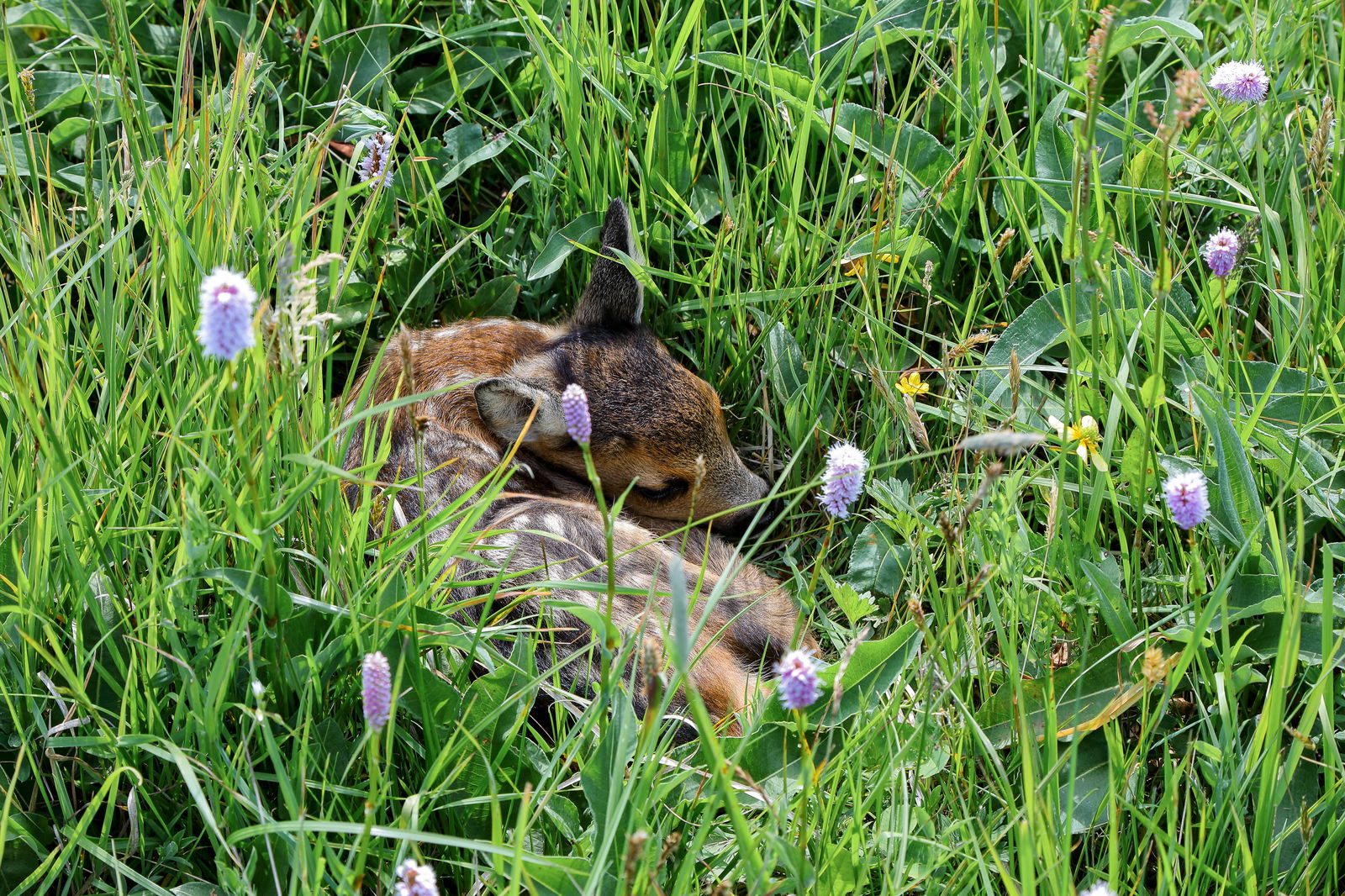 Rehkitz versteckt in Wiese
