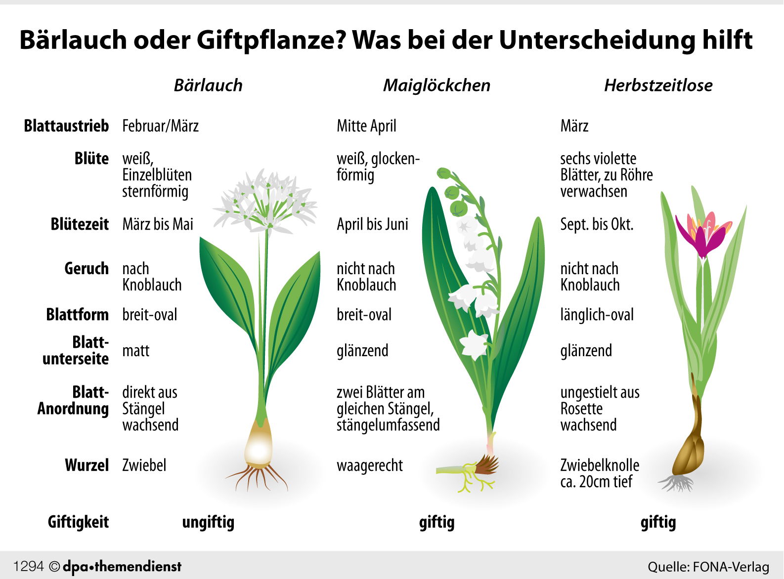Unterscheidung Bärlauch Maiglöckchen Herbstzeitlose