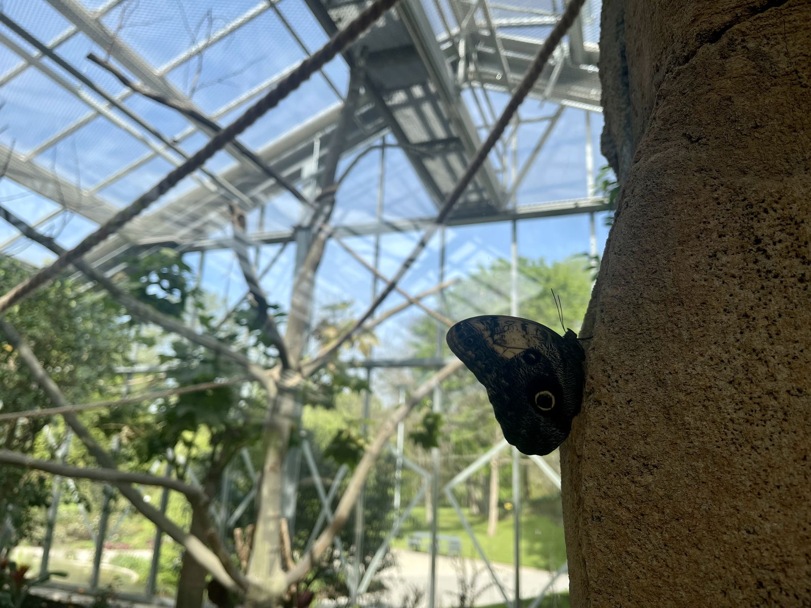 Schmetterling 