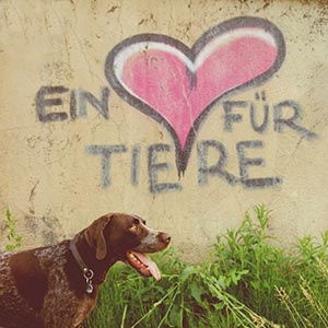 Ein Herz für Tiere