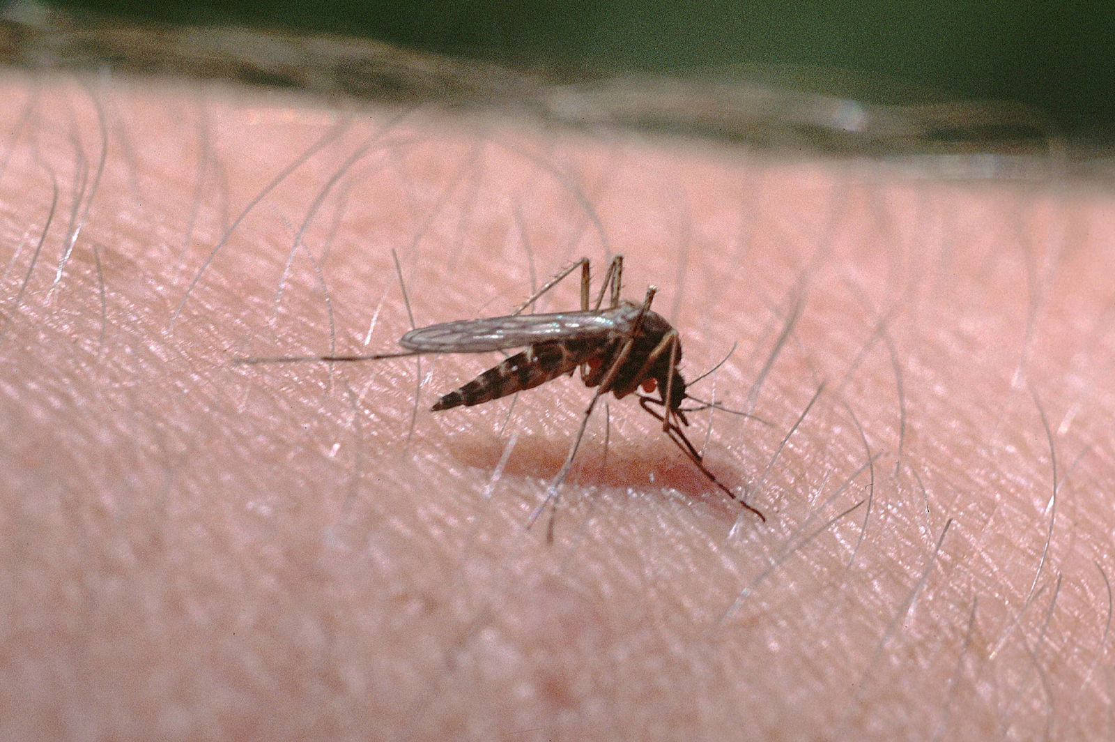 Stechmücke sticht in Haut