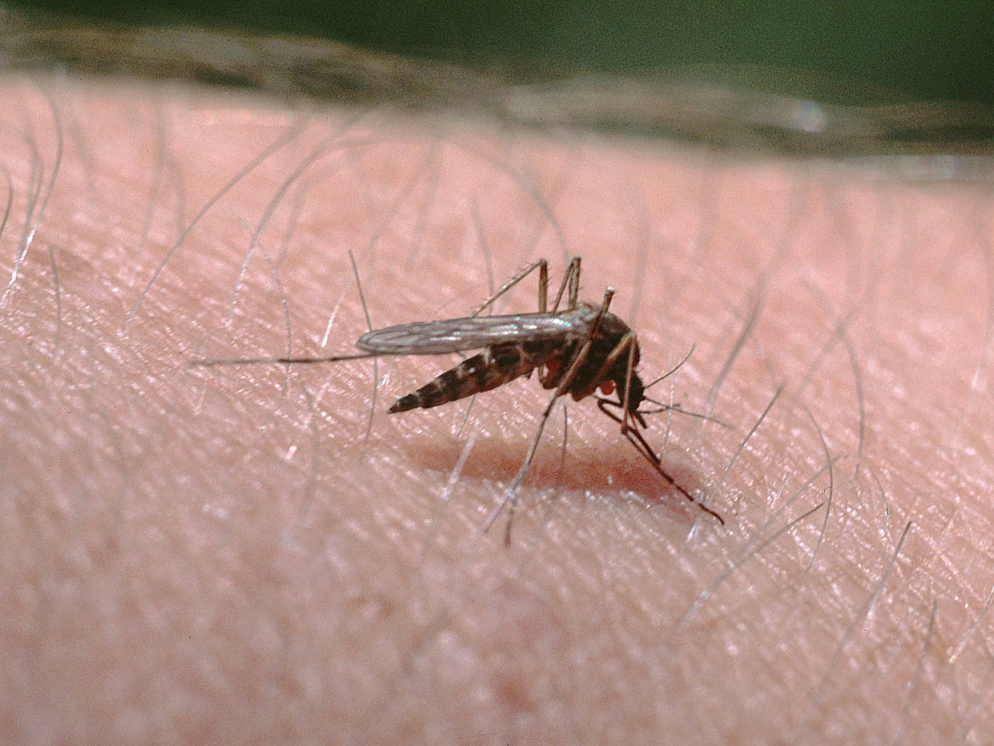 Omas Tipp: Effektives Hausmittel gegen Mücken