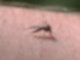 Stechmücke sticht in Haut
