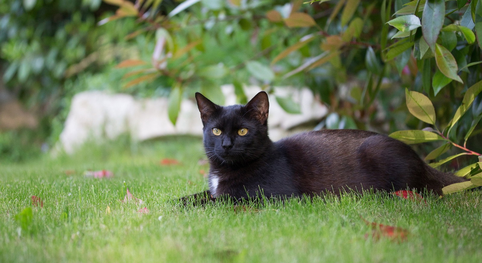 Katze liegt im Garten