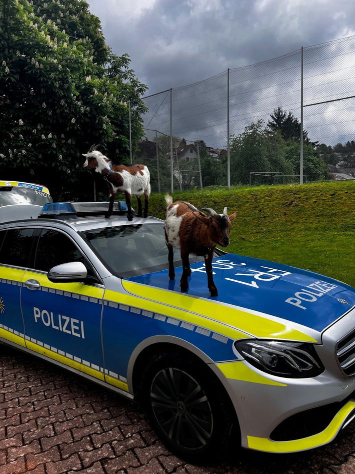 Polizei Ziegen