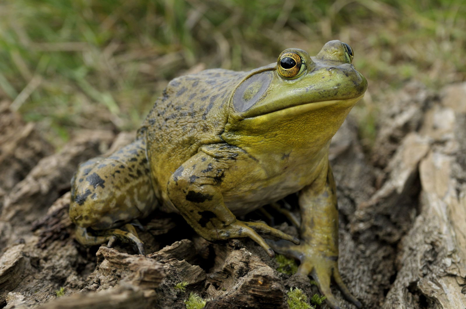 Nordamerikanischer Ochsenfrosch