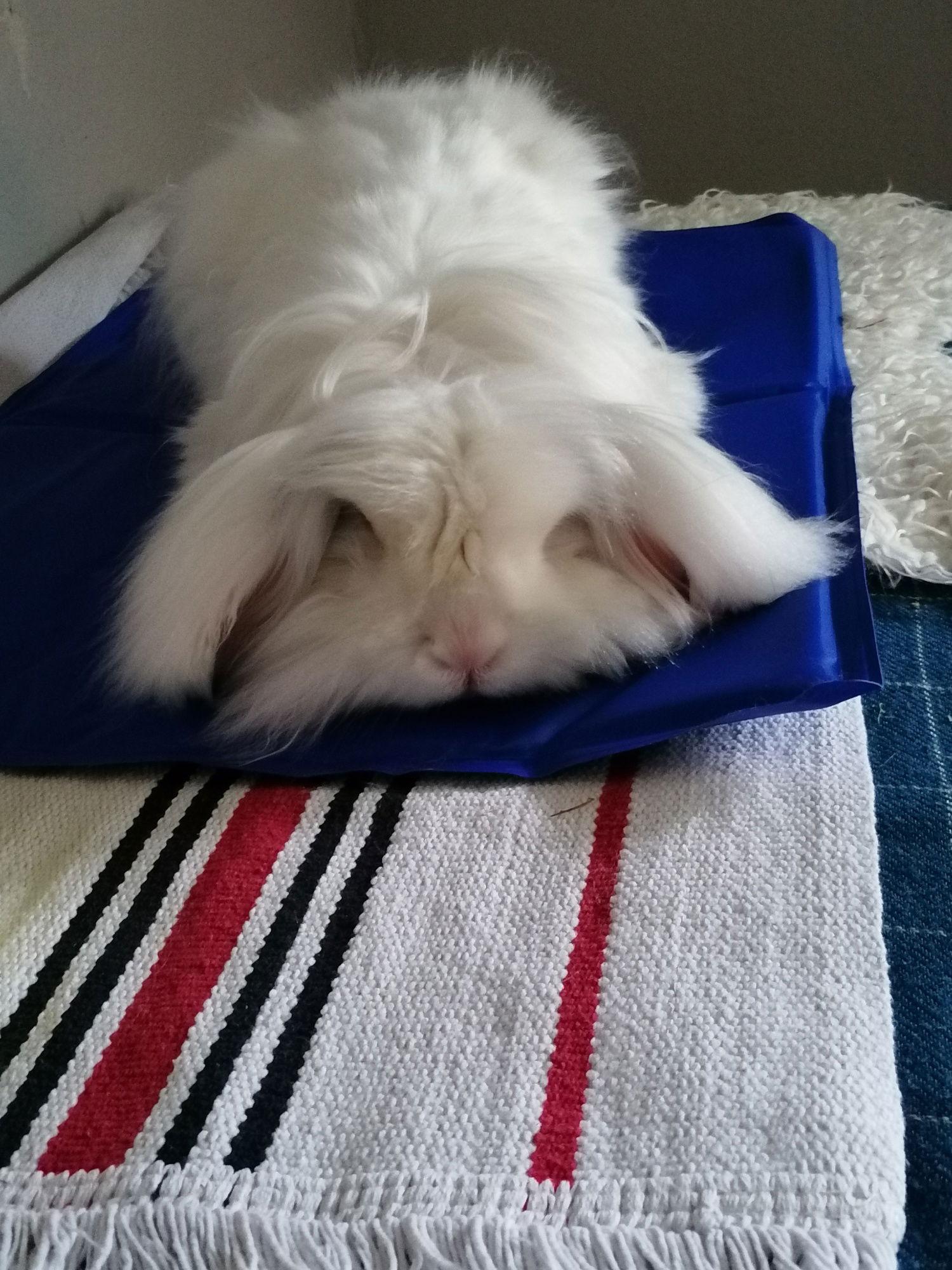 Kaninchen auf Kühlmatte