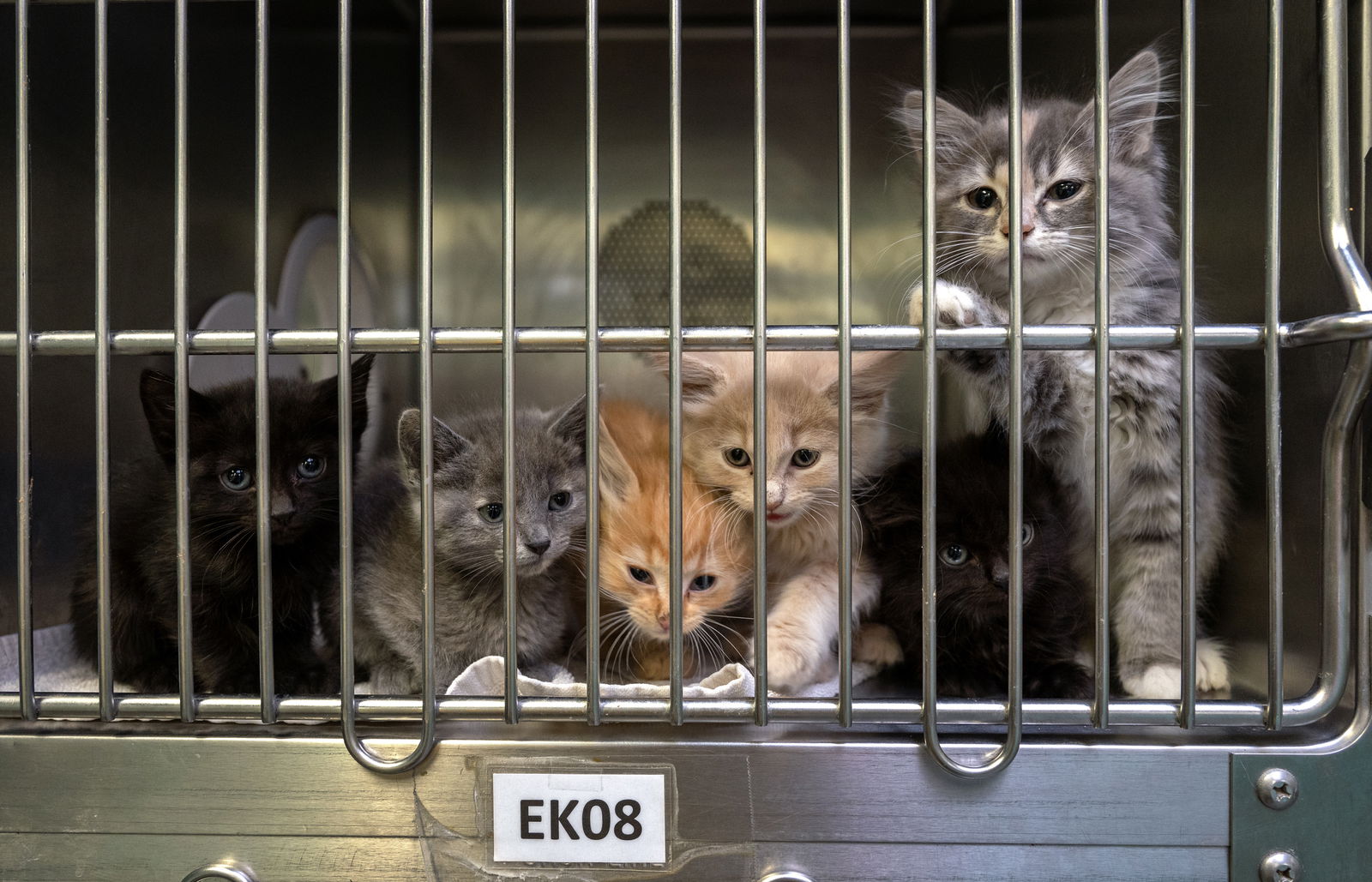 Tierheim Katzen Tierschutz