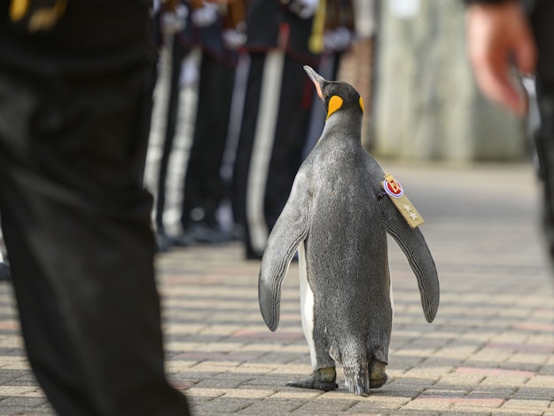 Schottischer Pinguin wird General des norwegischen Militärs RPR1.