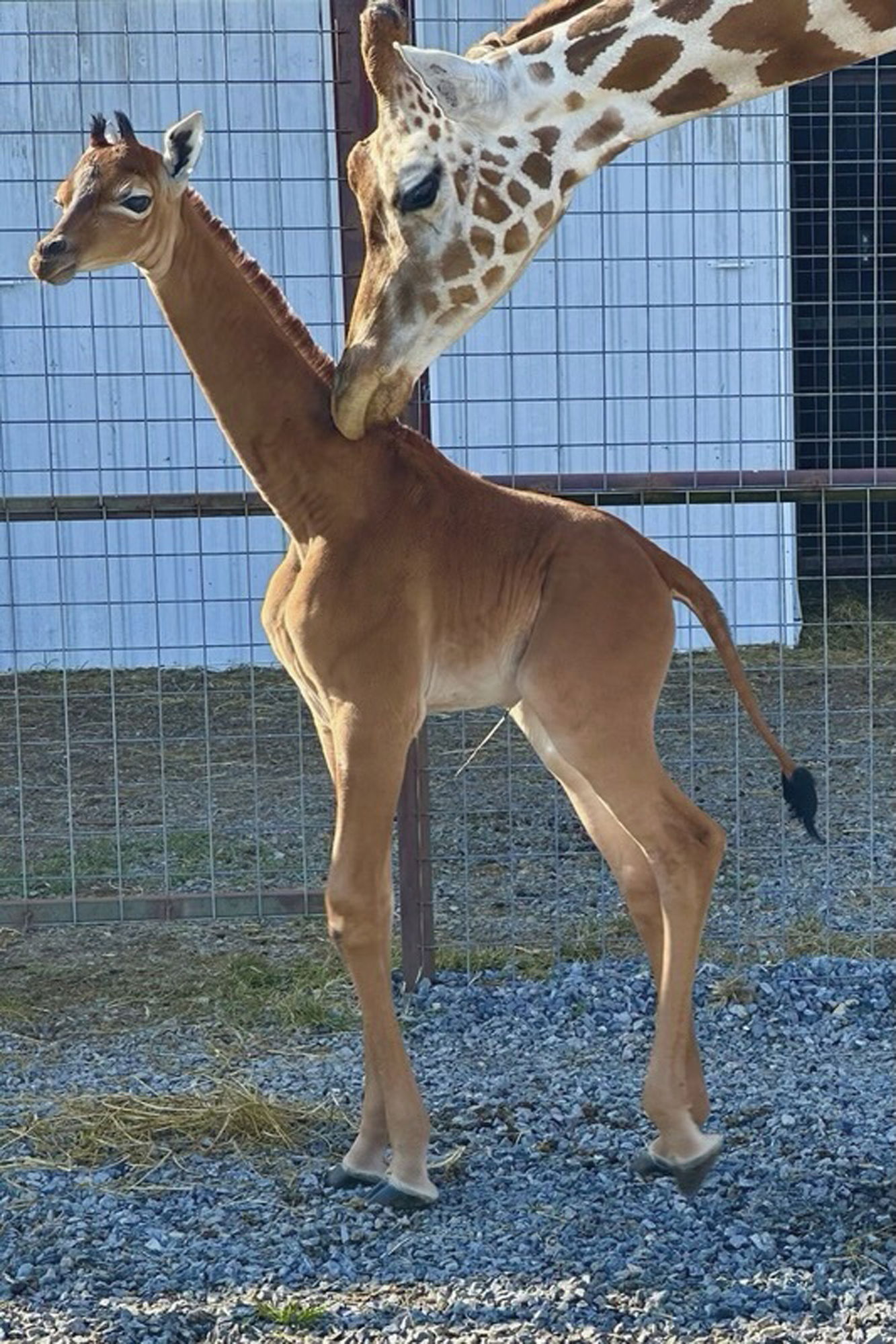 Giraffe ohne Flecken