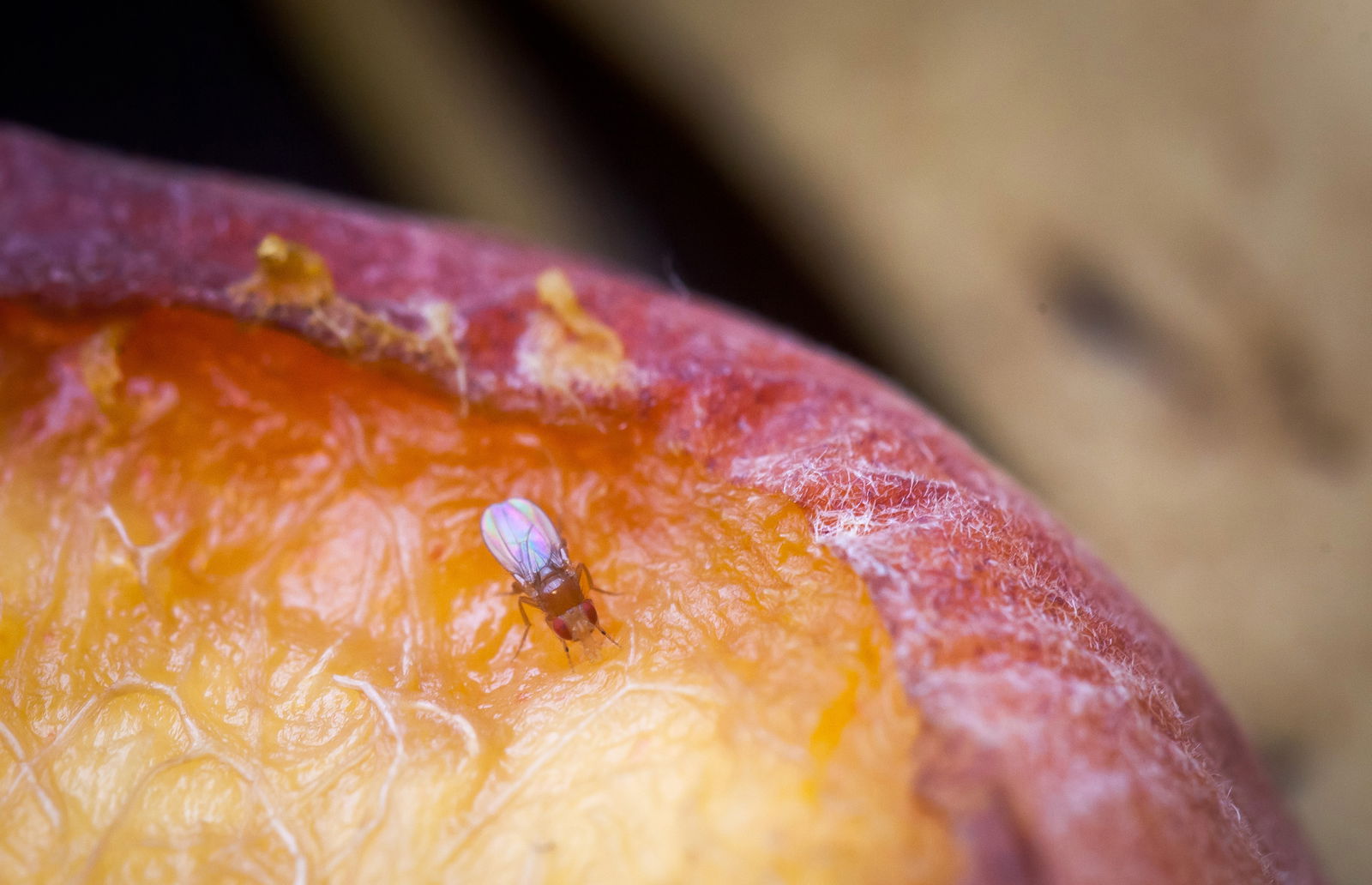 Fruchtfliege auf Obst