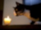 Katze riecht an Kerze