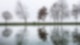 Bäume auf einem Damm spiegeln sich in einer Wiese im Hochwasser der Donau wieder.