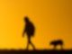 Ein Mann spaziert mit einem Hund bei Sonnenaufgang über einen Feldweg.
