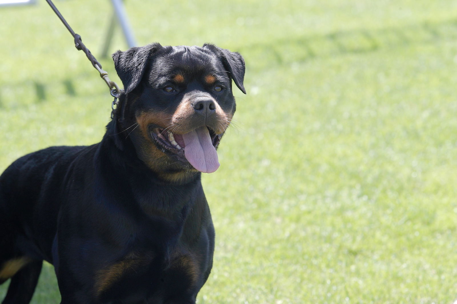 Rottweiler