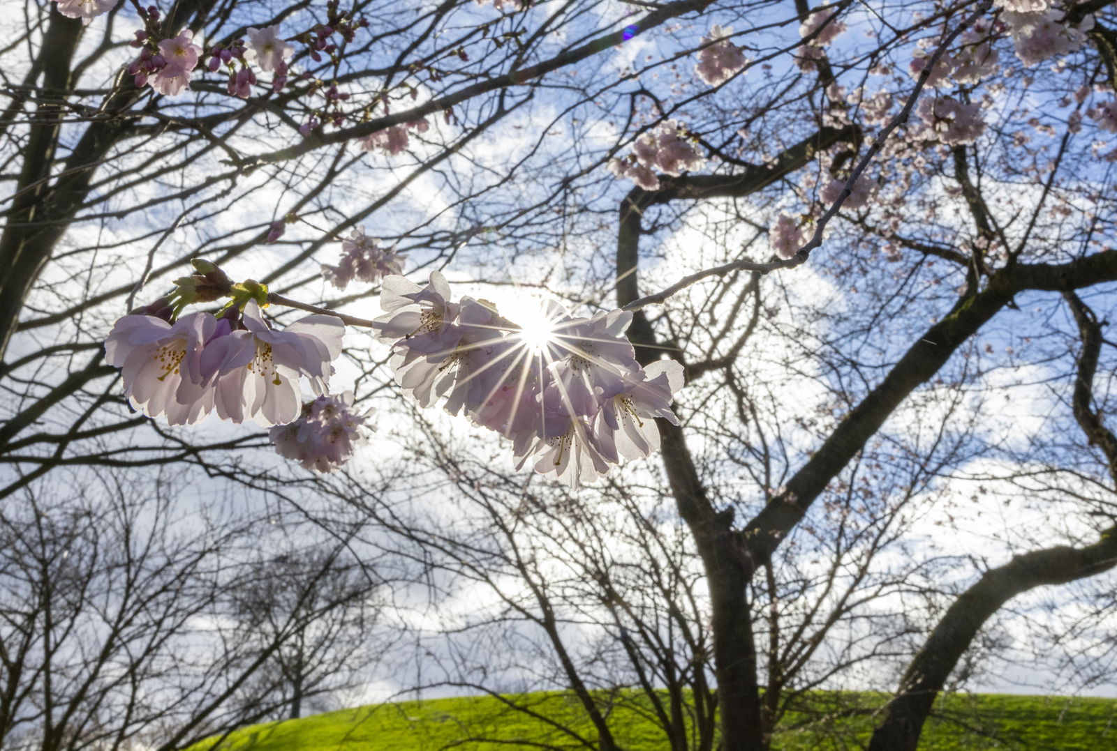 Sonnenschein Mandelblüten