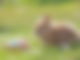 Hase mit Ostereiern