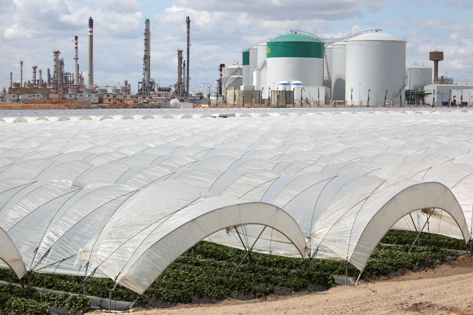 Erdbeer-Anbau in Spanien