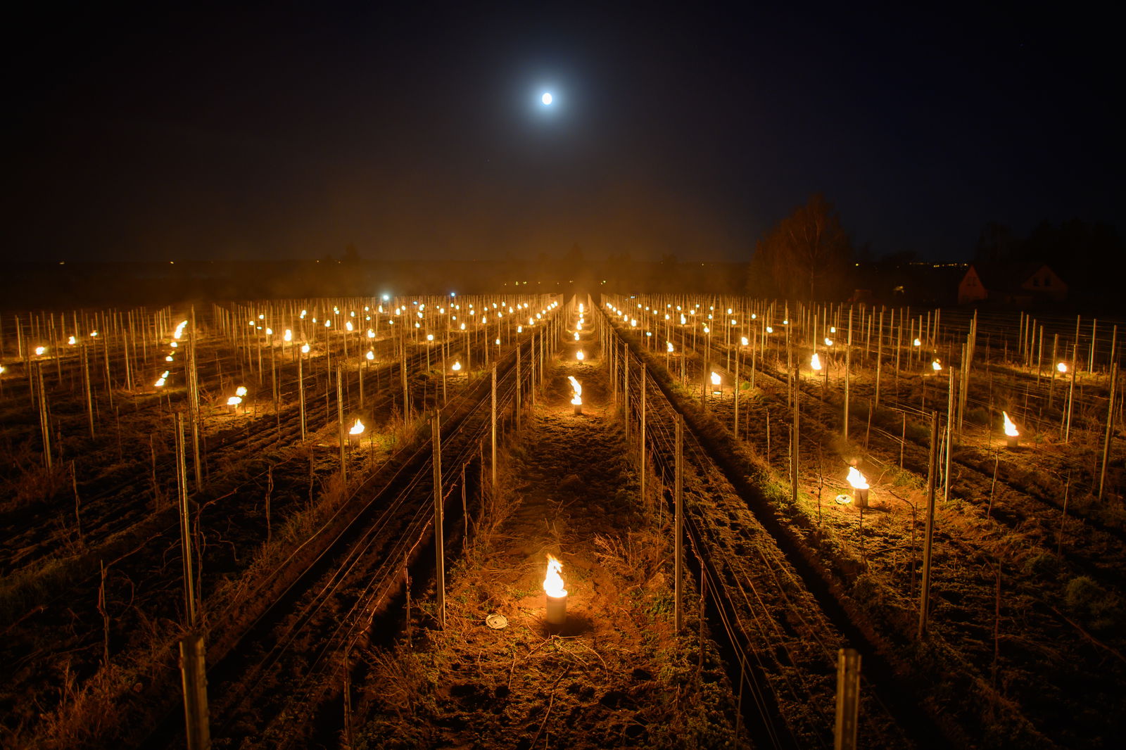 Feuer Frost Weinberg