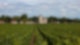 Im Vordergrund ein Weinberg im Hintergrund die Gebäude eines Weinguts