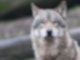 Ein Wolf läuft auf Futter wartend durch ein Gehege im Tierpark Wildparadies Tripsdrill.