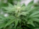 ILLUSTRATION - Eine Cannabis-Pflanze.