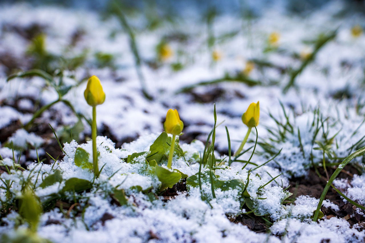 Blumen im Schnee