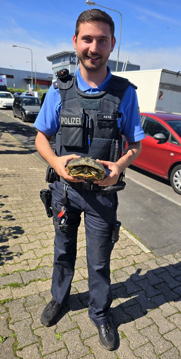 Schildkröte A661
