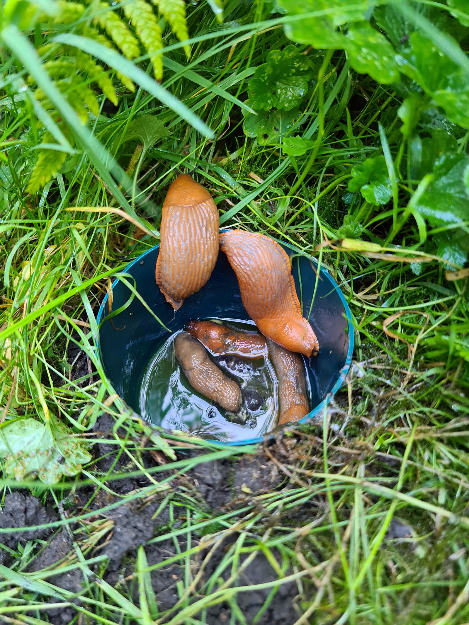 Bierfalle gegen Schnecken