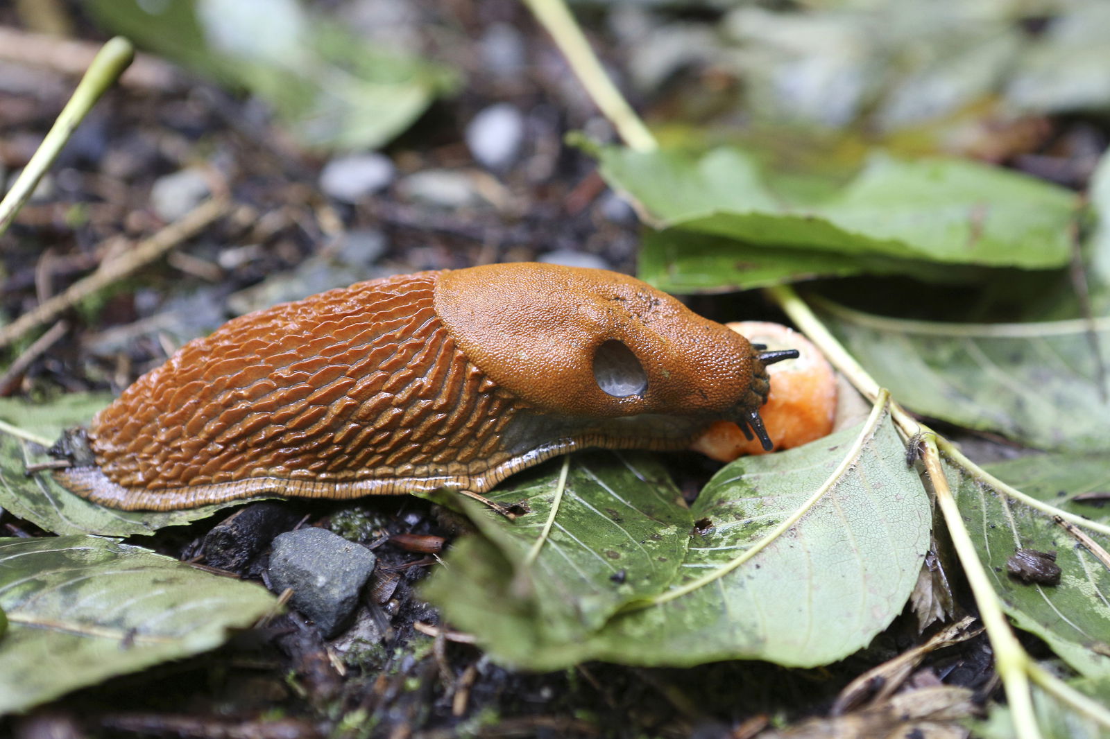 Spanische Wegschnecke