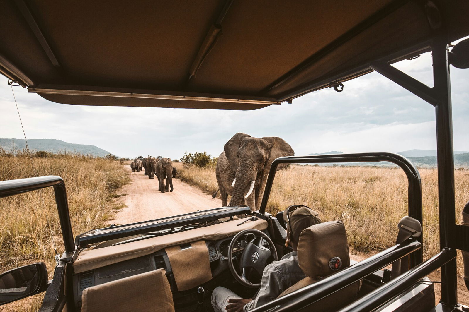 Ausblick auf Elefanten aus einem Safari-Jeep
