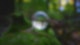 Glaskugel ein einem moosbewachsenen Baumstunpf